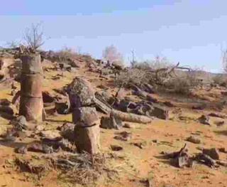 Uchquduqdagi tosh qotgan oʻrmon