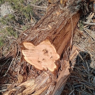 Қашқадарёдаги ўрмон хўжалигида дарахтлар кесилгани аниқланди