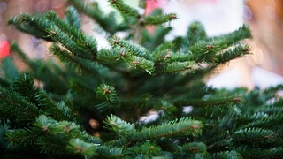 Rossiyalik olimlar “yoshlik eleksiri”ni Sibir archasidan topdi