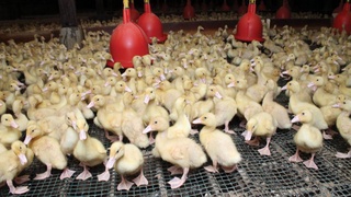 В Кегейлийском районе будут разводить креветок и пекинскую утку