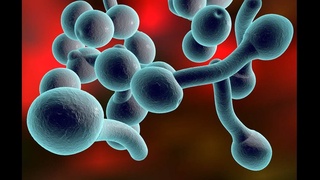 Ауруды қоздыратын зеңдер адам ағзасына қалай түседі?