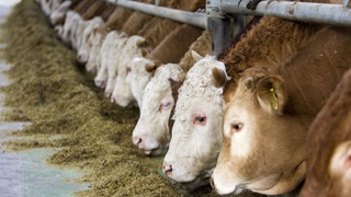 Moʻgʻuliston bilan Qishloq xoʻjaligi sohasida hamkorlik faollashtiriladi va chuqurlashtiriladi