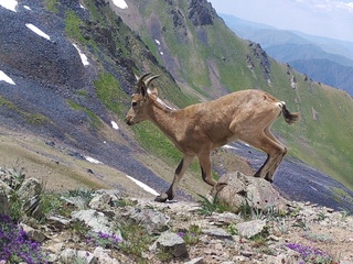 Chotqol davlat biosfera qoʻriqxonasida bir kun