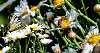 20-may — Butunjahon asalarilar kuni