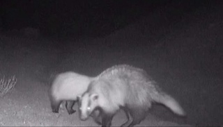 "Сайгачий" қўриқхонасидаги фотоқопқонга бўрсиқлар оиласи ва чиябўри тушиб қолди