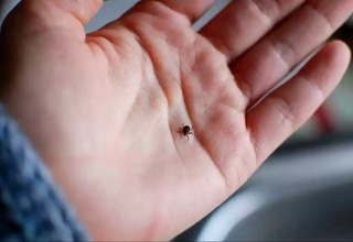 Qizilo'rda viloyatida ikki erkak kana chaqishi oqibatida hayotdan ko'z yumdi