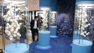 7 октября – Международный день хлопка