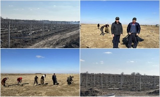 Uzumchilik rivojida klasterlarning roli