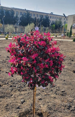 Yangi "Ekobog‘"da har bir daraxtning QR kodi bor