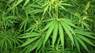 Наманганда томорқадан кўкнори ва каннабис топилди