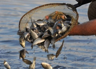 Yangiyoʻl va Boʻstonliq tumanida karp va sovuq suv baliqlari boʻyicha 2 ta naslchilik markazi tashkil qilinadi