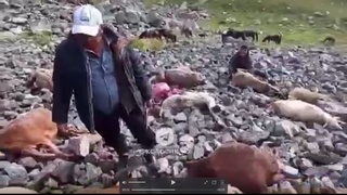 Қирғизистондаги Иссиқкўл яйловида 60 бош қўй яшин уриши оқибатида нобуд бўлди