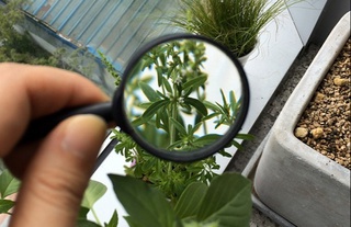 O'zbekistonning fitosanitariya tizimini baholash boshlandi