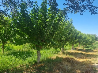 Ipakchilik ilmiy-tadqiqot instituti Andijonga ko'chirilmoqda: uning hududidagi 18 ming daraxtga nima bo'ladi?