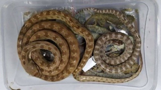 Дар аэропорти Тошканд марде боздошт шуд, ки мехост ғайриқонунӣ геккон, калтакалос ва морҳоро берун барад