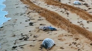 More than 100 dead seals found on the shores of the Caspian Sea in Kazakhstan