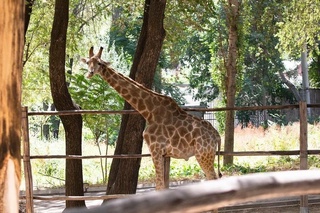 Тошкент ҳайвонот боғидаги ягона жирафанинг ўлимига нима сабаб бўлди?