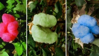 Mamlakatimizda rangli paxta parvarishlanmoqda