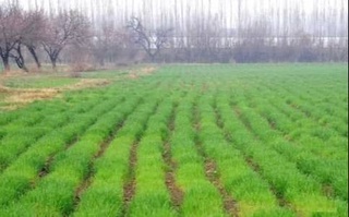 В Ташкентской области под урожай 2022 года планируется высадить зерновые на 103 845 га земли