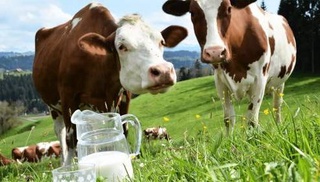 53 million dollars will be allocated for the development of dairy farming in Uzbekistan