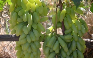 Впервые в Малайзию поставлено 1,5 тонны свежего узбекского винограда