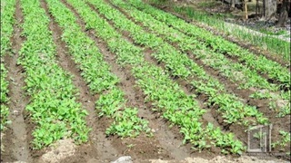 «Томорқа хизмати»га ажратиладиган кредитларнинг имтиёзли даври узайтирилмоқда