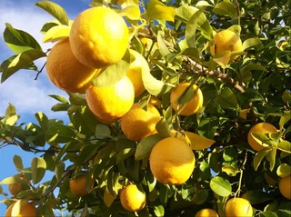 5 billion soums will be allocated in Uzbekistan to support the field of lemon growing