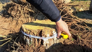 Жиззахда 13 туп тут дарахти кесиб кетилди