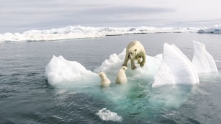 Шимолий муз океани эриб тугаяптими?