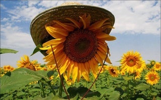 В начале августа в Узбекистане вновь ожидается нарастание жары