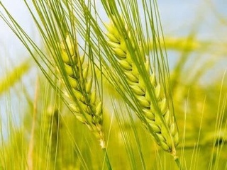 Samarqandda 80 ta fermer xoʻjaliklari tomonidan qonunbuzilish holatlari sodir etilgani aniqlandi