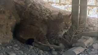 Үргүтке сирек кездесетін жануар келді