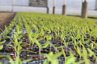 Toshkentda maxsus koʻchatxonalar tashkil etiladi