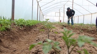 Үйге де, базарға да, қоршаған оралыққа да пайдалы шынығыў