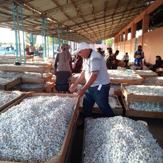 Pilla—2022: Xorazm viloyati