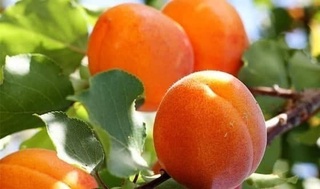 Ўзбекистон 9,6 минг тонна ўрик экспорт қилган