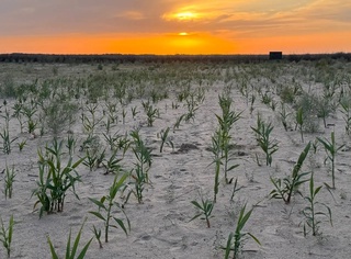 Арал теңизи түбинде жоқары дәрежедеги шорланыўға шыдамлы өсимлик сынақтан өткерилди