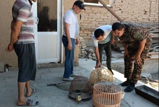 Навоийские экологи спасли двух кекликов