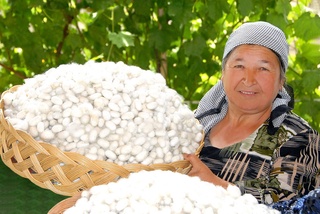 Пиллачилик ва тутчилик ташкилотларига субсидиялар берилади