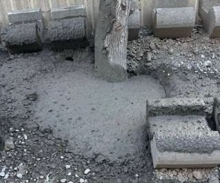 Тошкентда дарахт тагини атайин бетонлаган шахсларга чора кўрилди