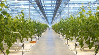 В Узбекистане за привлечение зарубежных специалистов на работу в тепличные хозяйства выделят субсидии