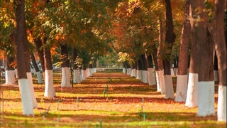 Дам олиш кунлари қуруқ ва нисбатан салқин об-ҳаво бўлиши кутилмоқда