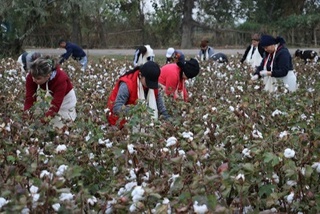 Fuqarolarni paxta terimiga majburiy jalb qilgan 5 nafar mansabdor javobgarlikka tortildi
