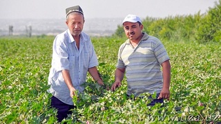 Изменить жизнь к лучшему: реализация госпрограмм в махаллях и селах