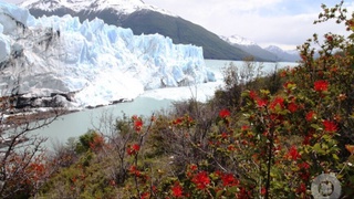 Музликларнинг эришига олиб келадиган чанг манбаи топилди