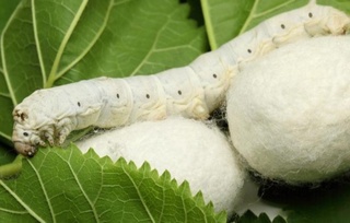 Qashqadaryoda pilla boquvchilarga 12,1 milliard so'm avans tarqatildi