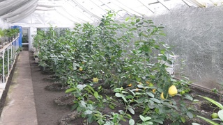 Лимон етиштирувчиларга субсидия берилади