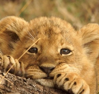 Buxorodagi hayvonot bogʻida 4 ta sher bolasi dunyoga keltirdi