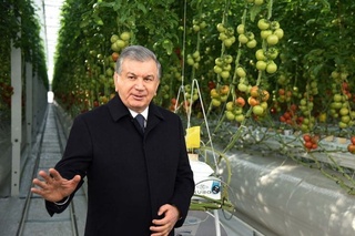 President Shavkat Mirziyoyev visits innovative greenhouse complex in Khorezm