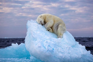 Белый медведь спит на льдине - это фото победило в голосовании зрителей конкурса Wildlife Photographer of the Year